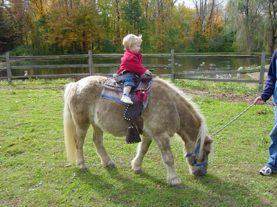 hg-10-18-mirin-pony-standing-2