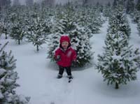 ga-12-14-tree-little-trees