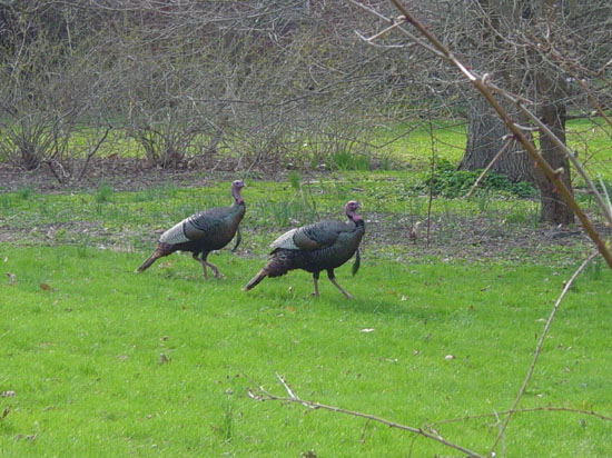 pc-04-20-turkeys