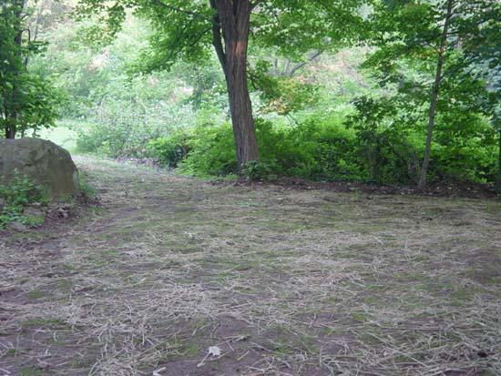 db-06-09-lawn-sprouting-passthru