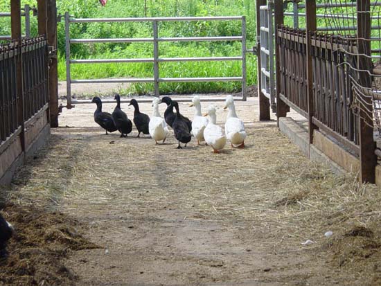 ila-07-25-ducks