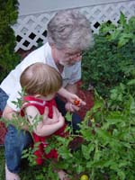 ee-07-10-picking-tomatoes-4