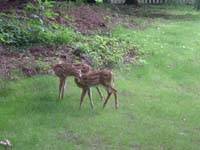 gc-07-14-two-deer