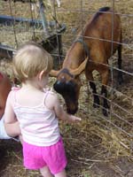 ie-07-25-goat