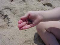vl-08-18-starfish-in-hand