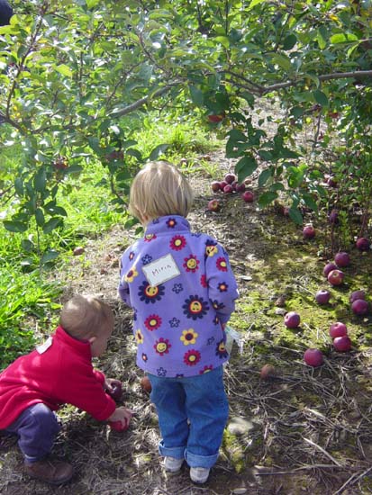 mp-10-18-pickin-apples-2