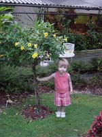 fh-09-14-mg-yellow-tree