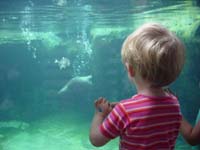 ie-09-18-watching-otters-looking-away
