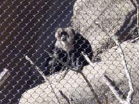 fb-03-09-lar-monkey