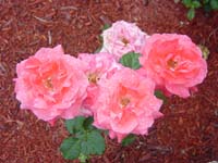 mk-06-11-roses