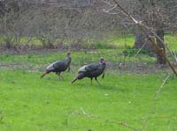 pc-04-20-turkeys