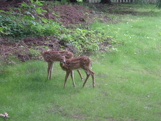 gc-07-14-two-deer
