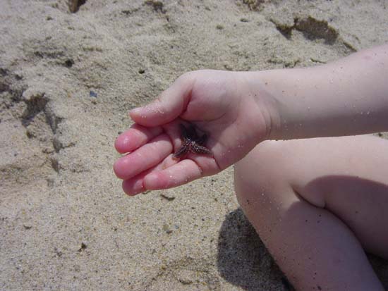 vl-08-18-starfish-in-hand