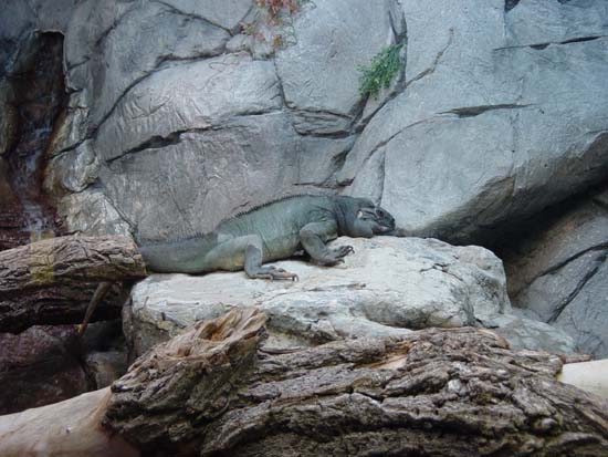 ec-03-09-lizard