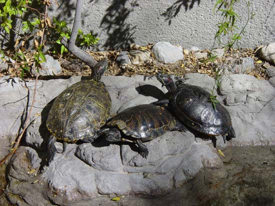 eh-03-09-turtles