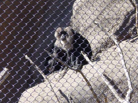 fb-03-09-lar-monkey