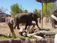 ea-03-09-elephant