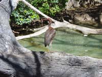 eb-03-09-ibis