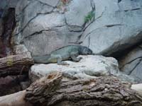 ec-03-09-lizard