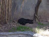 ed-03-09-panther