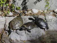 eh-03-09-turtles