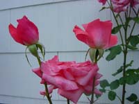 ml-06-11-roses-2