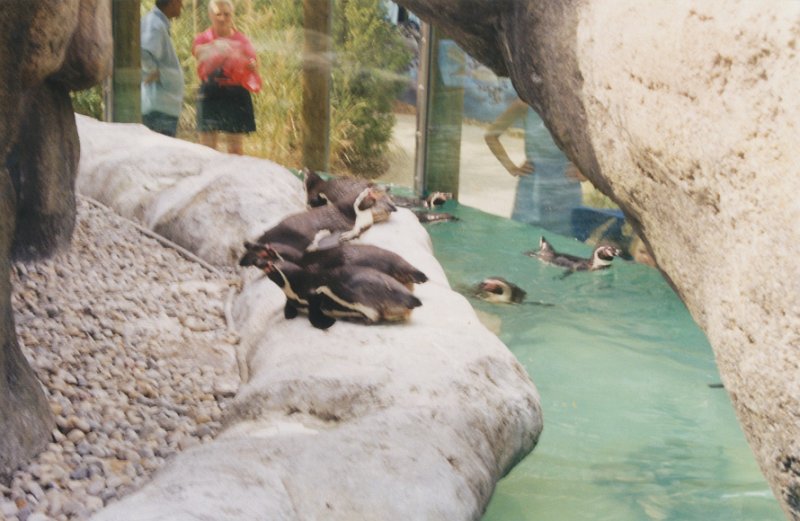 006-Penguins.jpg