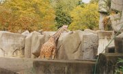 007-Giraffe