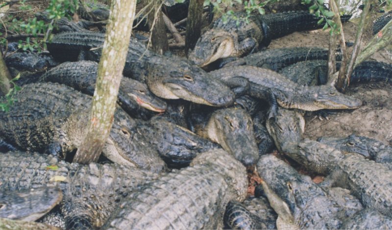 016-Gators!.jpg