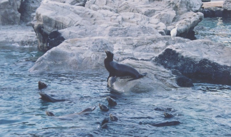 017-Otters.jpg