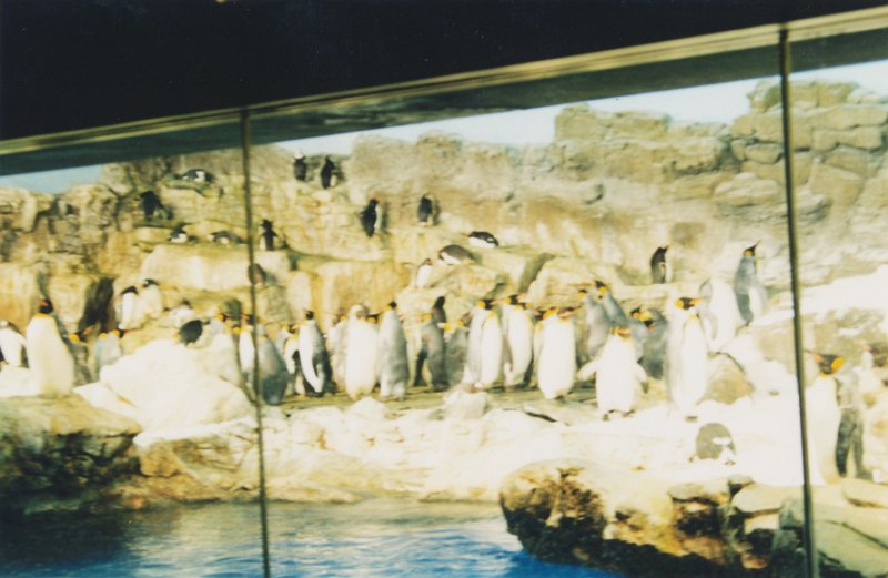 018-Penguins.jpg